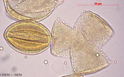 ISEM 1/Convolvulus_cneorum_27868/Convolvulus_cneorum_27868_0001(copy)_thumb.jpg